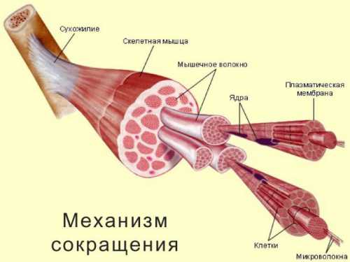 причины повышения уровня эозинофилов